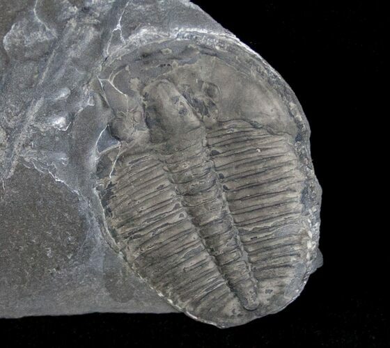 Elrathia Trilobite Fossil - Utah #6748